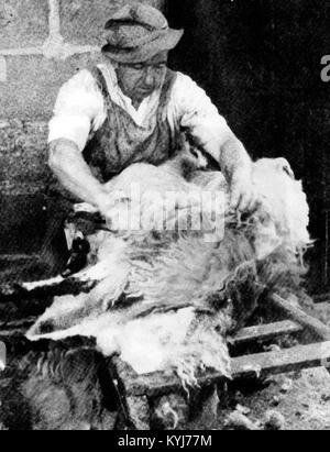 Une vieille photographie imprimée d'un agriculteur d'une laine polaire de la tonte des moutons à la main avec les tondeuses à Littledale, Yorkshire, UK c1940 Banque D'Images