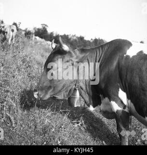 Photographie de 1951 représentant une vache avec une cloche dans la région de Sužidska planina, Slovénie, reflétant la vie rurale du milieu du XXe siècle en Slovénie, mettant l'accent sur les traditions agricoles et la culture pastorale. Banque D'Images