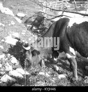 Photographie de 1951 représentant une vache avec une cloche à Sužidska Planina, Slovénie, illustrant les pratiques agricoles traditionnelles et le paysage rural de la région. Banque D'Images