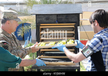 Les membres de la Garde nationale du Kentucky l'équipe de développement du tourisme 5 a aidé l'Équipe de reconstruction provinciale de Kandahar à la démonstration de nouvelles techniques pour les agriculteurs locaux pour sécher les fruits. (U.S. Photo de l'armée par le Sgt. 1re classe Joesph Wilbanks) Banque D'Images