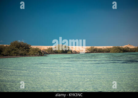 Arbres de mangrove dans le lac dans le parc national Ras Mohammed Banque D'Images