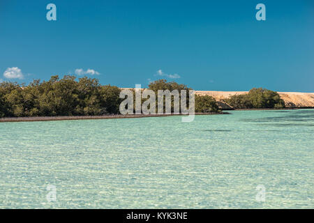 Arbres de mangrove dans le lac dans le parc national Ras Mohammed Banque D'Images