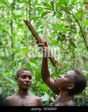 Les femmes pygmées de la boire l'eau de lianes dans la forêt. Dzangasangha, la République centrafricaine, le 2 novembre 2008 Banque D'Images