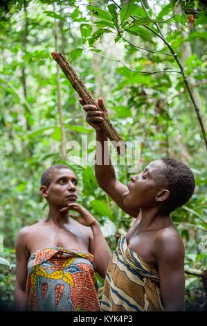 Les femmes pygmées de la boire l'eau de lianes dans la forêt. Dzangasangha, la République centrafricaine, le 2 novembre 2008 Banque D'Images