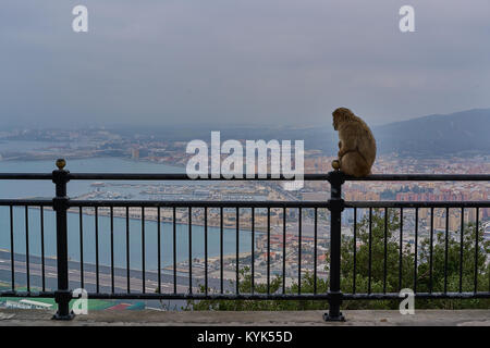 Macaques de Barbarie, Rock's zone supérieure, Gibraltar, Royaume-Uni Banque D'Images