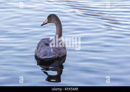 Un jeune cygne chanteur dans le froid de l'eau Janvier. Photographié à Nesttun lake, Bergen, Norvège Banque D'Images