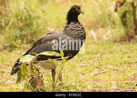 Un grand et très rare oiseau de l'Amazone, un screamer. Banque D'Images