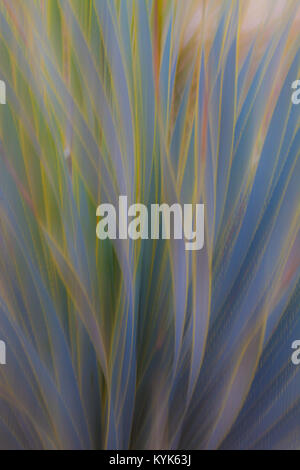 Résumé photo de l'Aloès Vera avec motion blur, crée un fond mou avec des couleurs pastel Banque D'Images