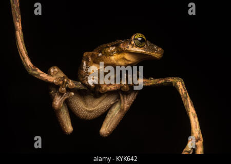 Osteocephalus taurinus, une rainette amazonienne. Banque D'Images