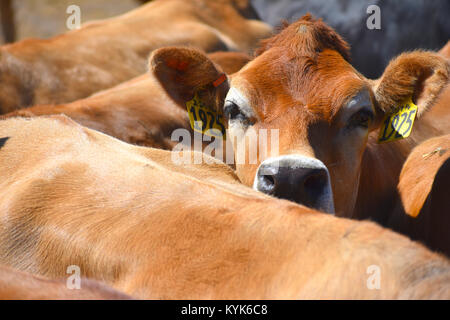 Cow pris au milieu du troupeau à un ranch de bétail. Banque D'Images