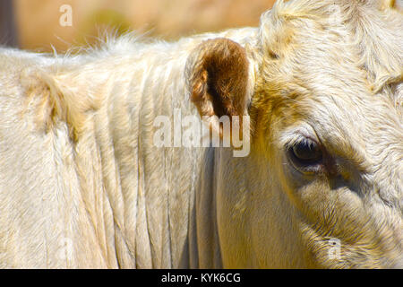 Bull vache avec close up détails de l'oeil et l'oreille. Banque D'Images