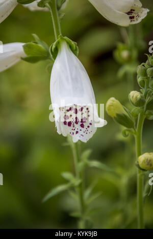 La digitale blanche avec des points violets sur fond vert Banque D'Images