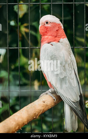 Eolophus Roseicapilla ou cacatoès rosalbin, également connu sous le nom de la Rose-breasted cacatoès cacatoès Rosalbin Cacatoès Cacatoès Sterne ou rose et gris, est l'un des plus répandues Banque D'Images