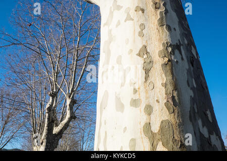 Arbre généalogique,avion,arbres,Londres,avion,Platanus hispanica,kaki,distinctif,camouflage,tendance,camouflé,dessin,,tacheté,à Montazels,France, Banque D'Images