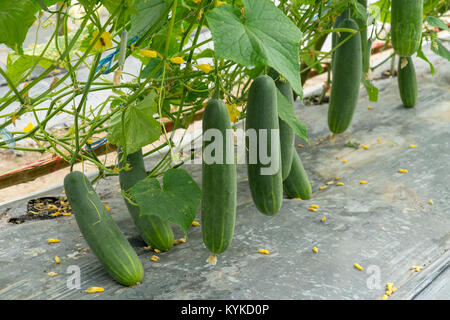 Concombre vert dans le champ croissant pour la récolte de légumes. Banque D'Images