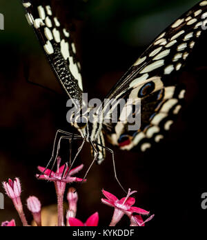 Nectar sipping Swallowtail Banque D'Images