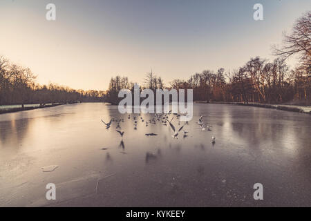 Mouettes survolant un lac gelé en hiver dans le lever tôt le matin avec de la glace sur l'eau Banque D'Images