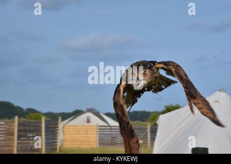 Eagle Owl en vol Banque D'Images