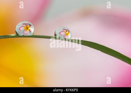 La photographie, la réfraction de grandes fleurs réfractant dans les gouttes d'eau Banque D'Images