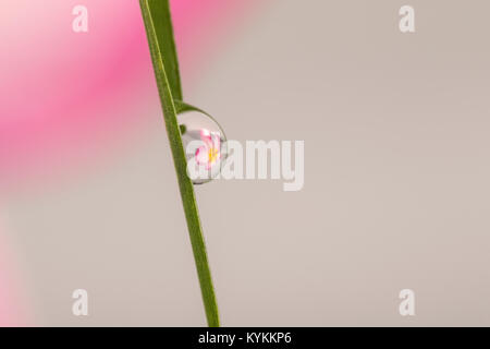 La photographie, la réfraction de grandes fleurs réfractant dans les gouttes d'eau Banque D'Images