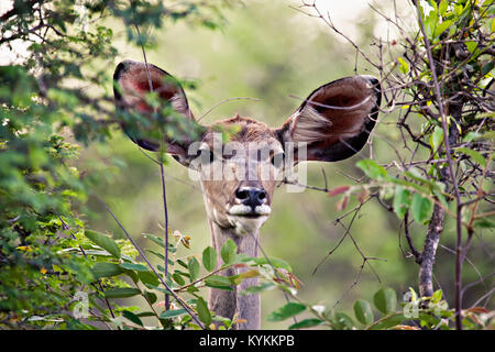 Koudou antilope africaine féminine encadrée par le bush dense Banque D'Images