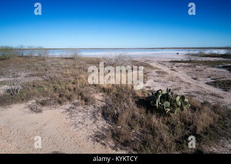 Les dépôts de sel, thornscrub et cactus entourant La Sal del Rey en comté de Hidalgo, Texas, USA. Le lac était la principale source de sel pour indigineous Banque D'Images