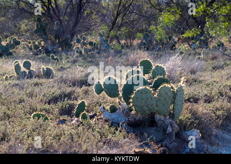 Les dépôts de sel, thornscrub et cactus entourant La Sal del Rey en comté de Hidalgo, Texas, USA. Le lac était la principale source de sel pour indigineous Banque D'Images