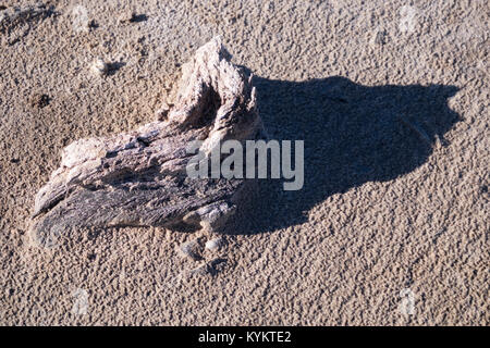 Les dépôts de sel, thornscrub et cactus entourant La Sal del Rey en comté de Hidalgo, Texas, USA. Le lac était la principale source de sel pour indigineous Banque D'Images