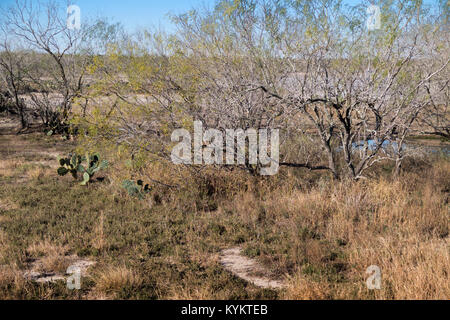 Les dépôts de sel, thornscrub et cactus entourant La Sal del Rey en comté de Hidalgo, Texas, USA. Le lac était la principale source de sel pour les populations autochtones Banque D'Images