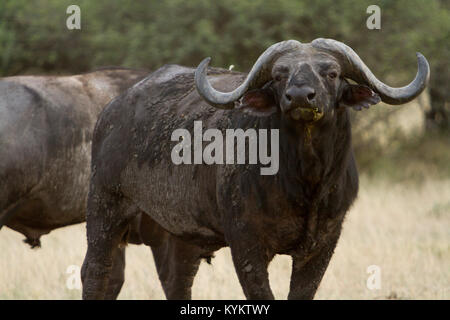 Un Buffle africain, ou de buffle, se dresse dans une position défensive dans le Parc National du Serengeti, Tanzanie Banque D'Images