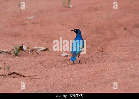 Un Super Starling dans le Parc National du Serengeti, Tanzanie Banque D'Images