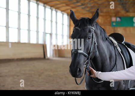 Les gens sur un cheval de la formation dans une arène en bois Banque D'Images