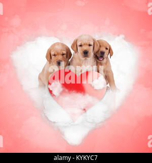 Trois adorables chiots labrador retriever assis sur un coeur nuage dans le ciel d'amour rouge, frère love concept Banque D'Images