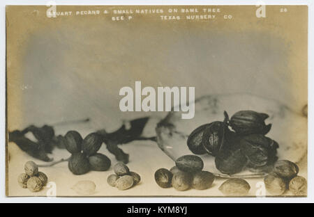 Une photographie montrant des noix de pécan Stuart et de petites plantes indigènes poussant sur le même arbre, capturée au Texas. Cette image met en évidence la diversité de la vie végétale dans la région et les relations uniques entre les différentes espèces. Banque D'Images