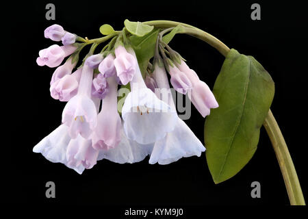 Mertensia virginica 2, Virginia Bluebell, Howard County, MD, Helen Lowe 34298857732 o Banque D'Images