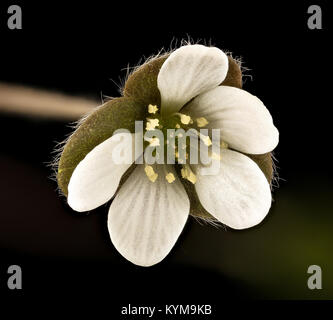 Hepatica nobilis var obtusa, Roundlobe Hepatica, Howard County, MD, Helen 38492501495 o Banque D'Images