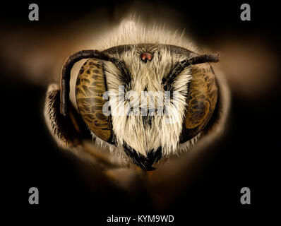 Une photographie rapprochée d'un mâle Megachile townsendiana, une espèce d'abeille coupe-feuilles, capturée à Mariposa, Californie, le 2 août 2017. L'image met en évidence le visage de l'insecte avec un accent détaillé sur ses caractéristiques. Banque D'Images