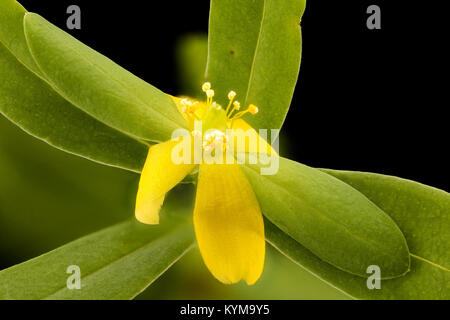 Une photographie rapprochée de Hypericum hypericoides (selon Andrew's Cross), prise dans le comté de Howard, Maryland, le 7 août 2017, mettant en évidence les caractéristiques florales de la plante. Banque D'Images