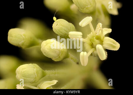 Une photographie rapprochée de la fleur d'Aralia spinosa, également connue sous le nom de Devil's Walking Stick, prise dans le comté de Howard, Maryland. L'image met en valeur les détails complexes de cette espèce végétale. Banque D'Images
