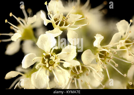 Prunus serotina, sauvage ou Black Cherry flrs, Howard County, MD, 38415964855 o Banque D'Images