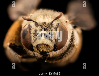 Anthophora flexipes, f, visage, Mariposa, CA 2017-05-30-1730 25378547838 o Banque D'Images