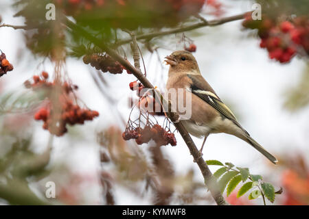 Common Chaffinch (Fringilla coelebs) manger des baies dans un buisson d'aubépine sur une journée au cours de la saison d'automne granuleuse Banque D'Images