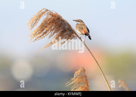 Mâle bleu-gorge oiseau (Luscinia svecica cyanecula) chanter pour attirer une femelle pendant la saison de reproduction au printemps Banque D'Images