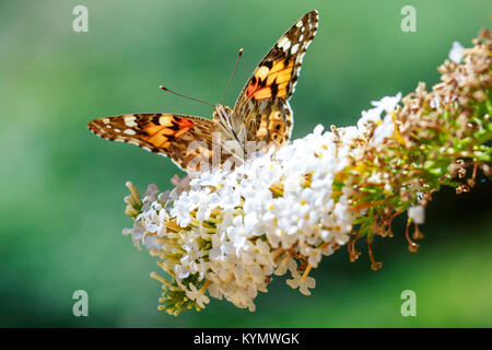 Vue avant close up d'argent à la chaux fritillary (Argynnis paphia) nectar d'alimentation papillon et pollinisent, sur fond blanc, arbre aux papillons Buddleja davidii Banque D'Images