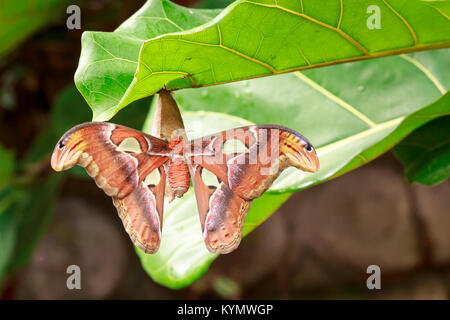 Grand Atlas moth papillon tropical (Attacus atlas) reposant sur une grande feuille verte dans la végétation tropicale. Banque D'Images