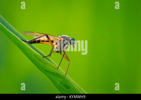 Macro close-up Vue de côté d'un marais, Snipefly jaune Rhagio tringarius, reposant sur une feuille verte en une prairie Banque D'Images