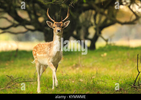 Young Buck, daims Dama Dama, avec petits bois marche à travers une forêt sombre au cours de saison d'automne. Banque D'Images