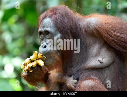 Mère et de l'orang-outan cub dans un habitat naturel. Orang-outan (Pongo pygmaeus) wurmmbii dans la nature sauvage. Les forêts tropicales de l'île de Bornéo. L'Indonésie Banque D'Images