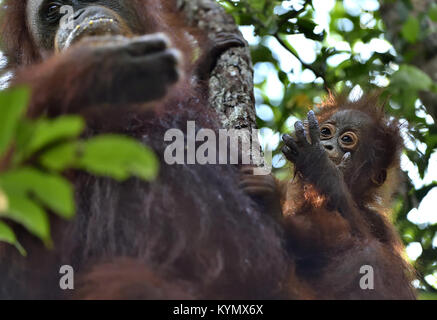 Le bébé et la mère de l'orang-outan. Mère et son petit dans un habitat naturel. Orang-outan (Pongo pygmaeus) wurmbii dans la nature sauvage. Les forêts tropicales de Bornéo
