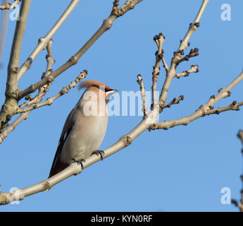 Gros plan à angle bas d'oiseau à ailes d'hiver britannique (Bombycilla garrulus) isolé à l'extérieur, perçant sur la branche d'arbre sous le soleil d'hiver avec le ciel bleu. Banque D'Images